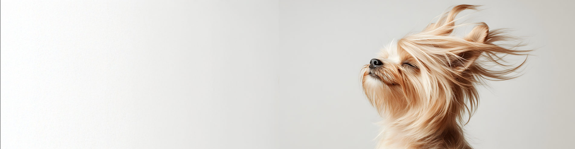 PM - Grooming - Welcome